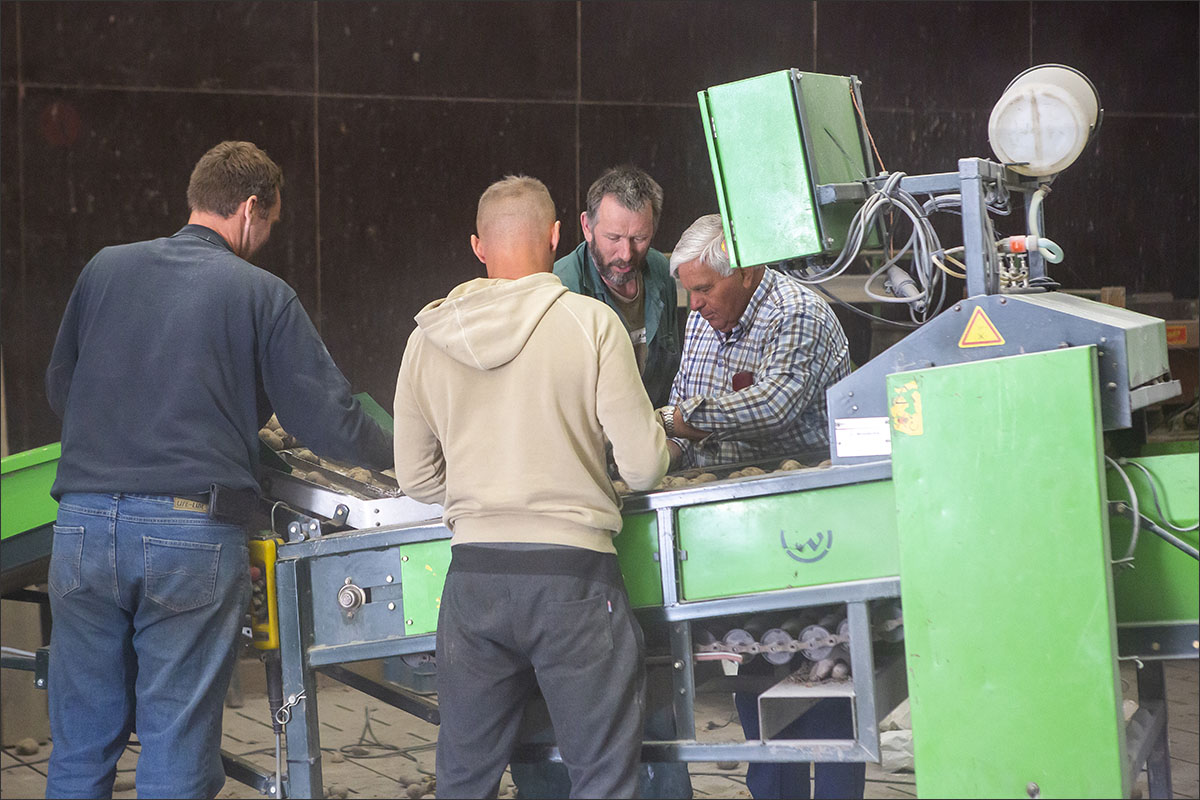 aardappelteelt aardappels sorteren