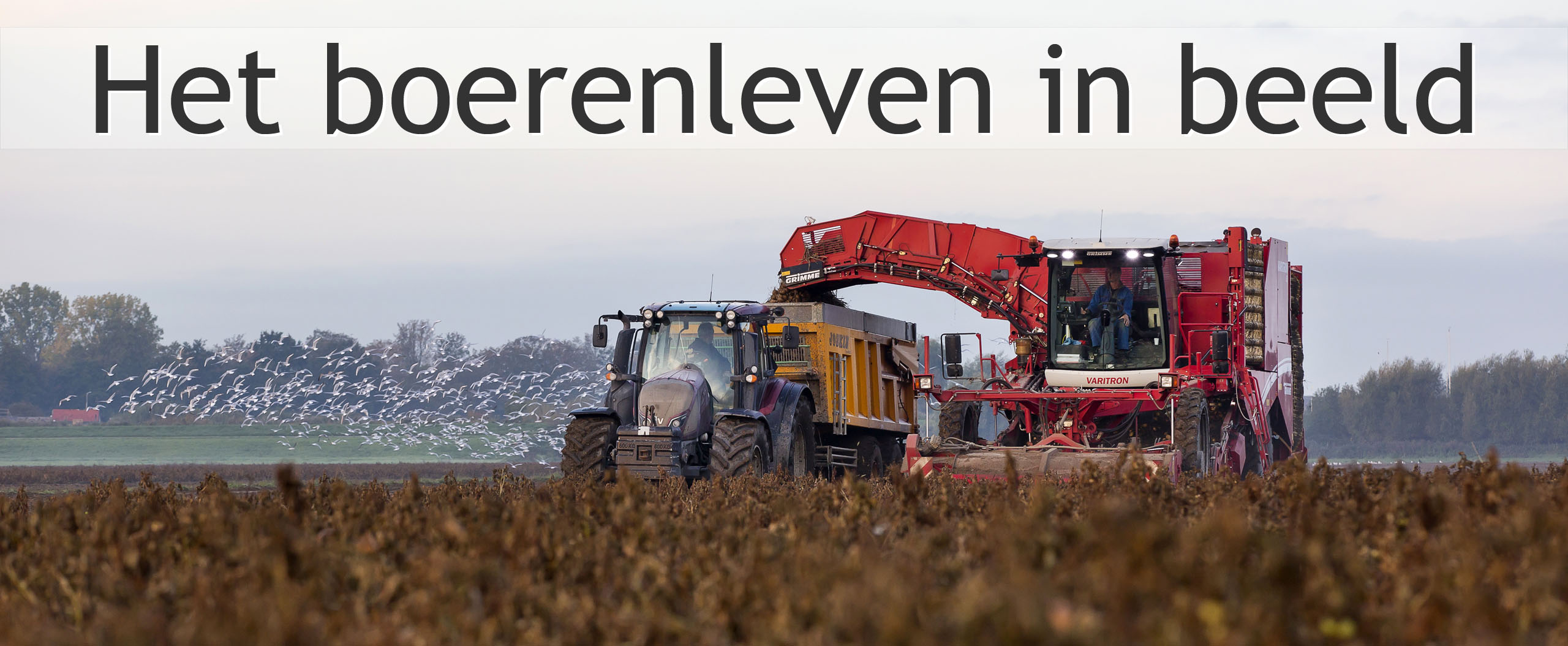 aardappelen rooien
