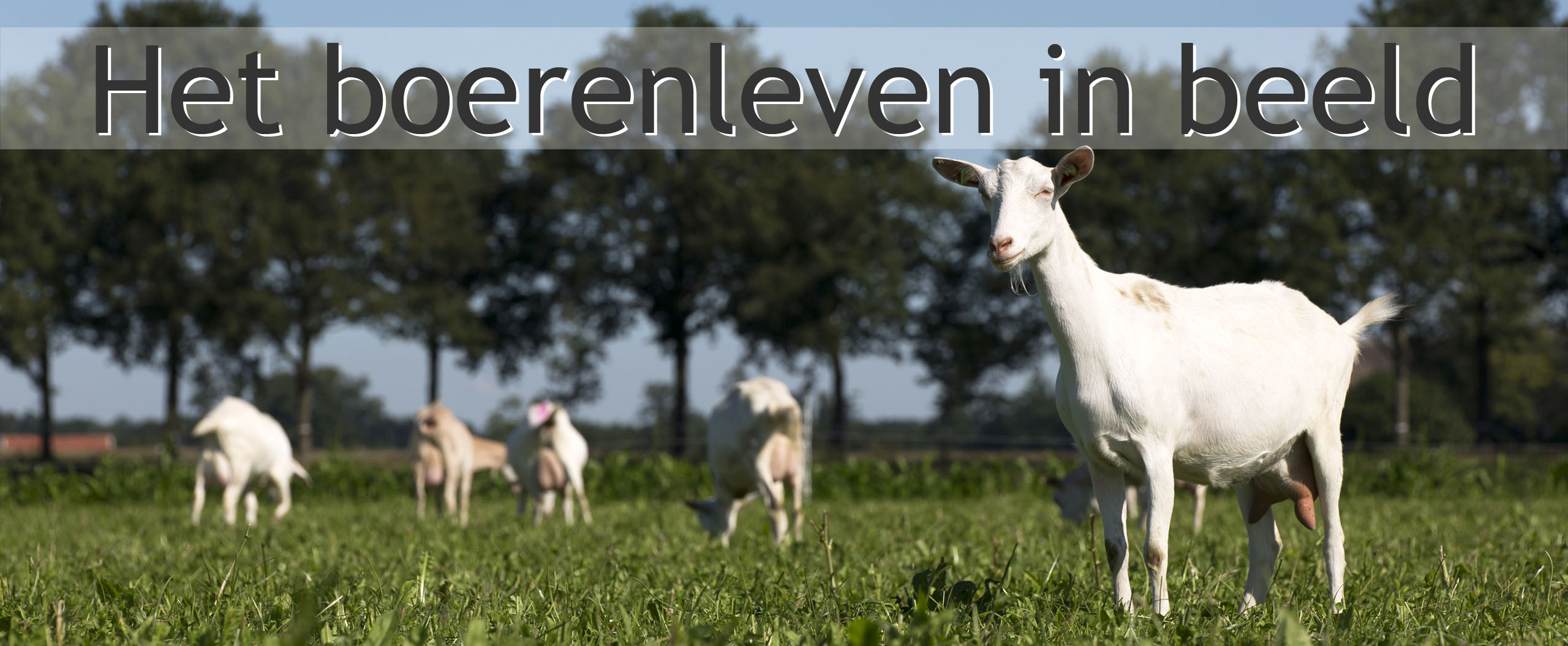 biologische geitenboerderij