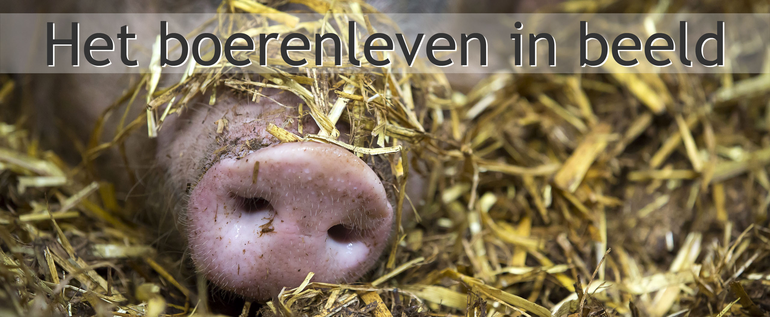 biologische varkens