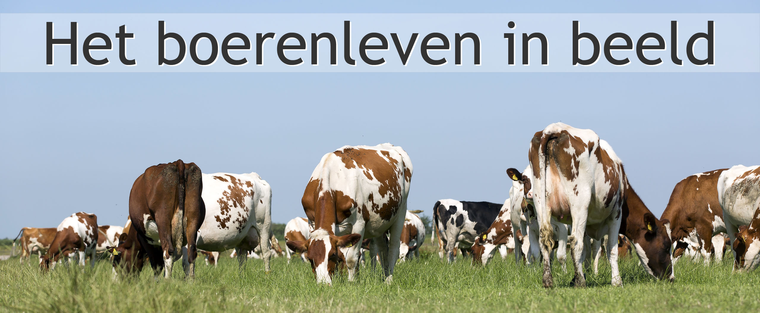 weidegang roodbonte koeien