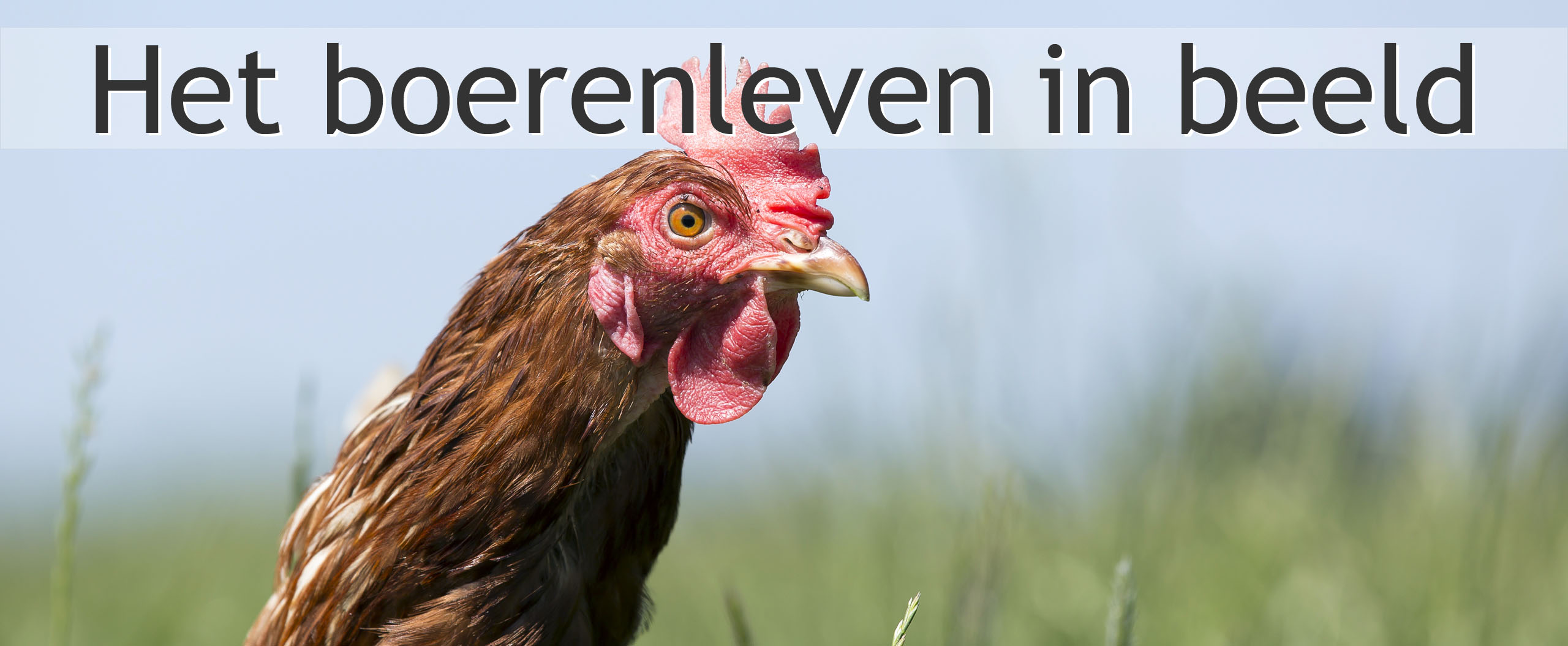 boerderijkip
