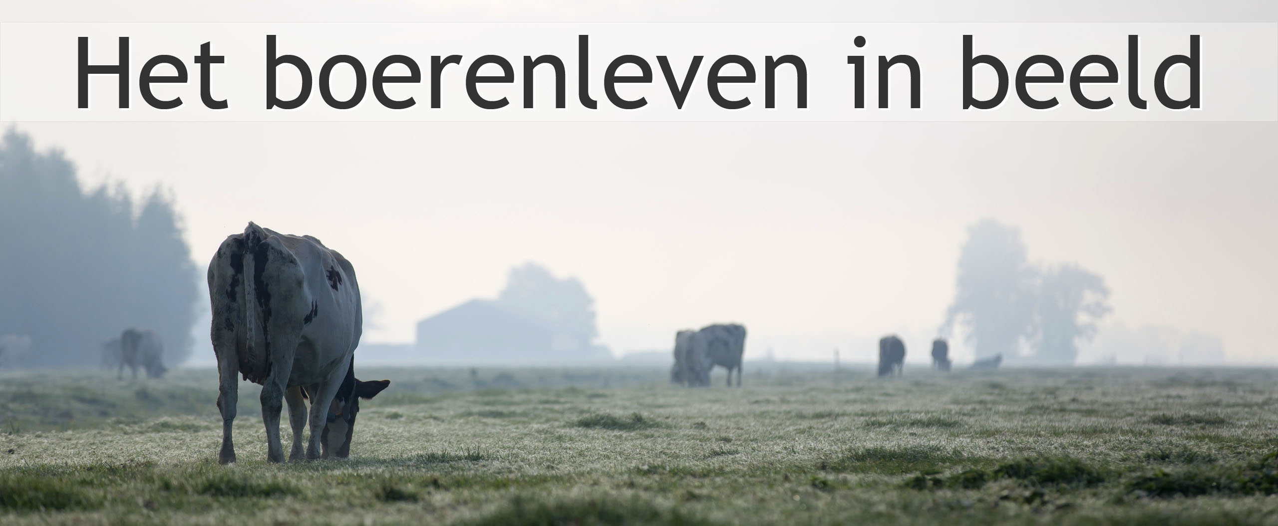 koeien in ochtendmist