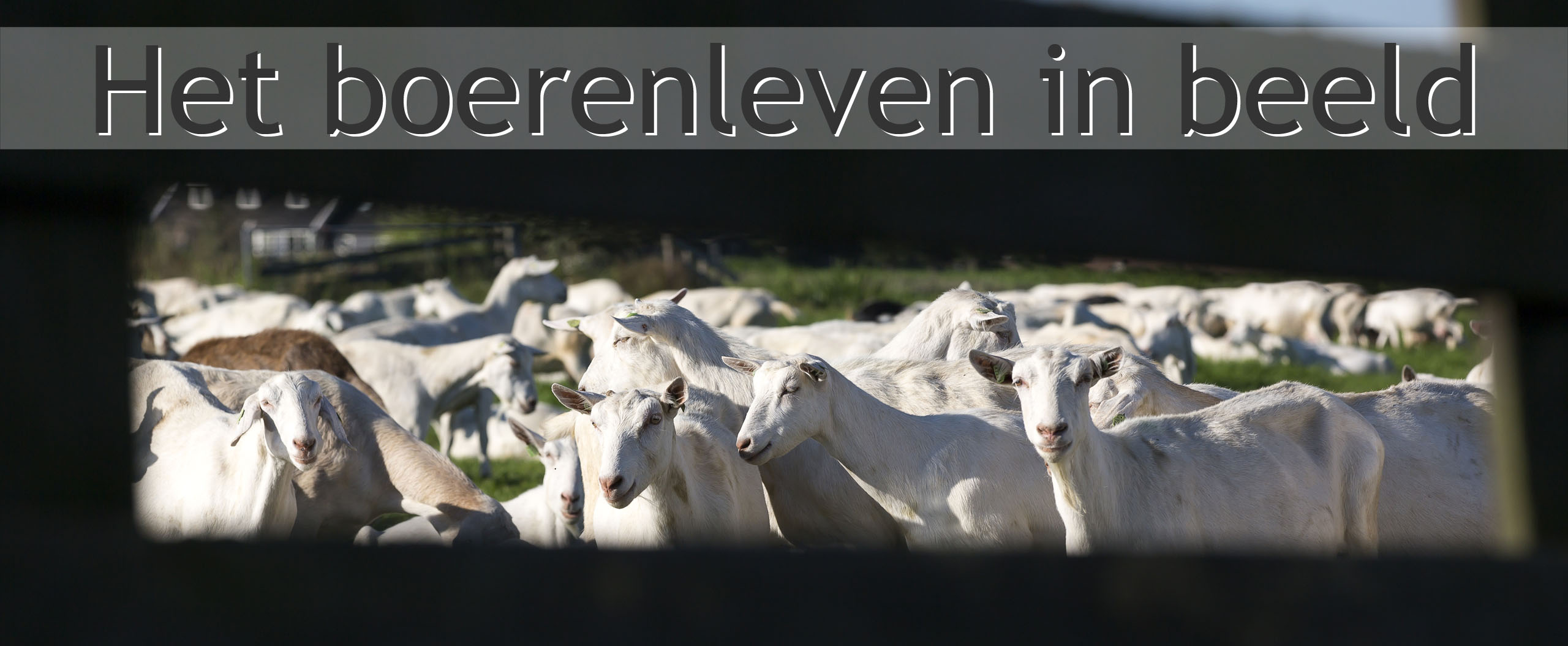 biologische melkgeiten