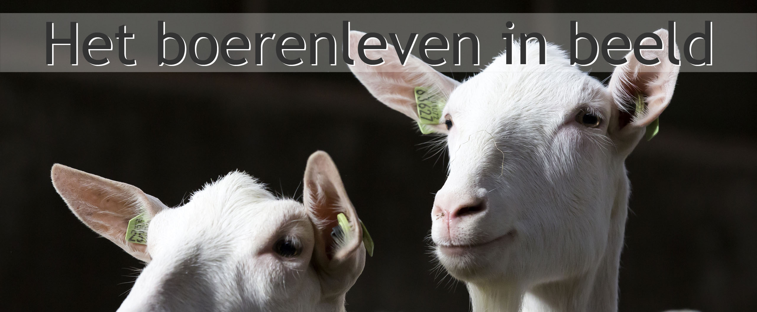 biologische melkgeiten