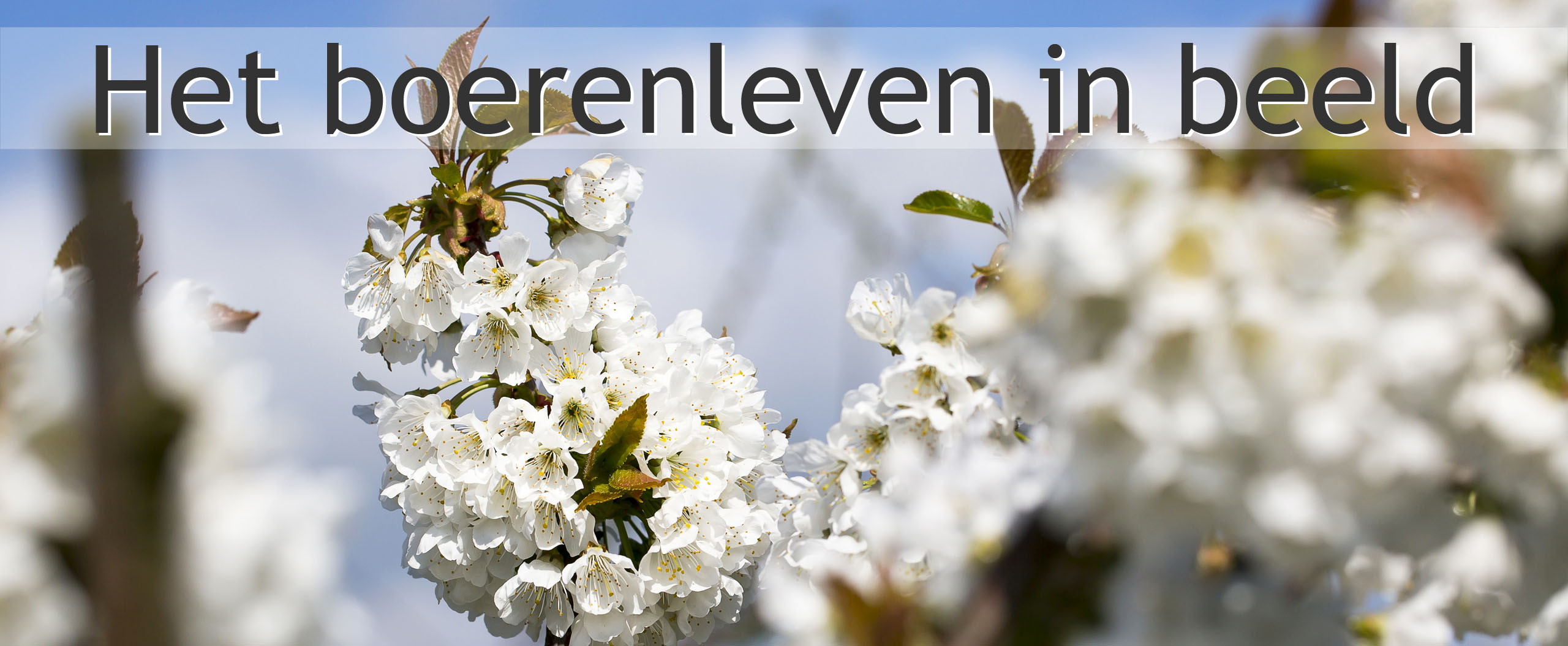 kersenbloesem