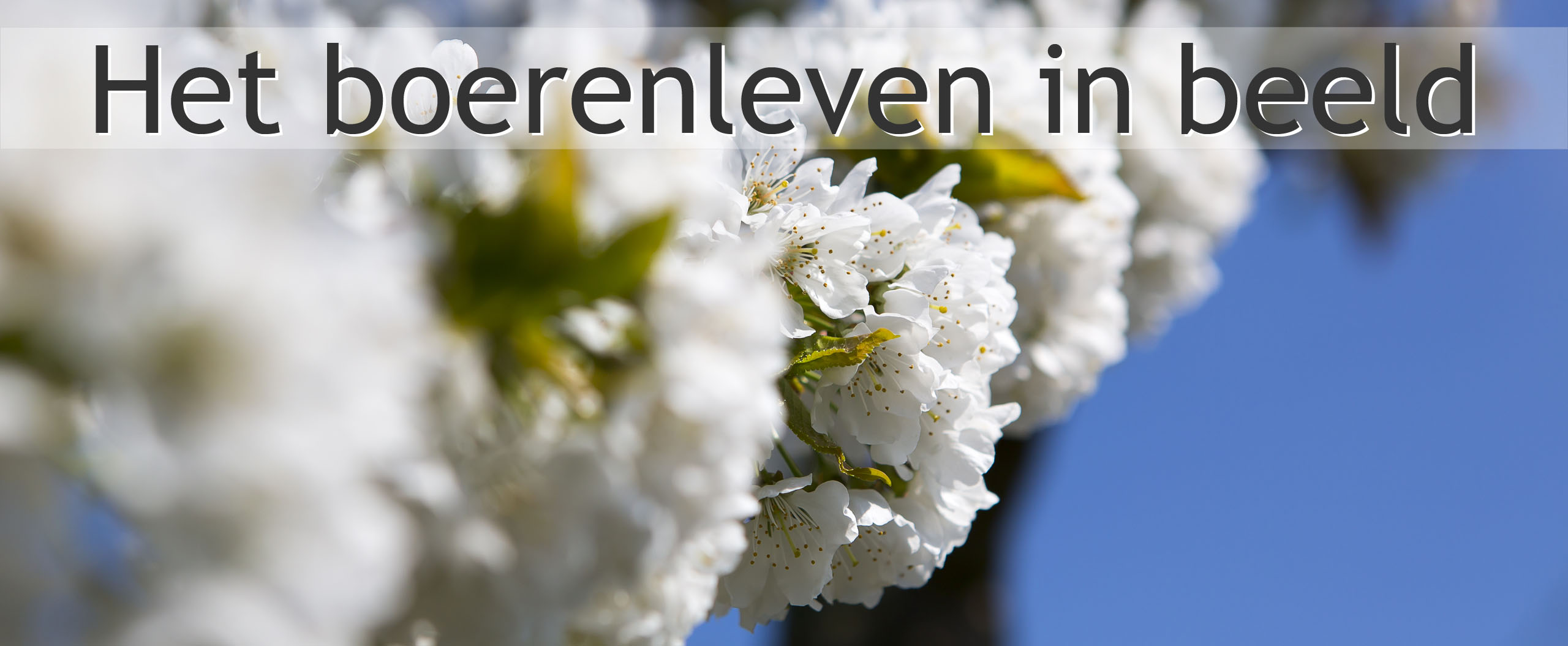 kersenbloesem bloesem