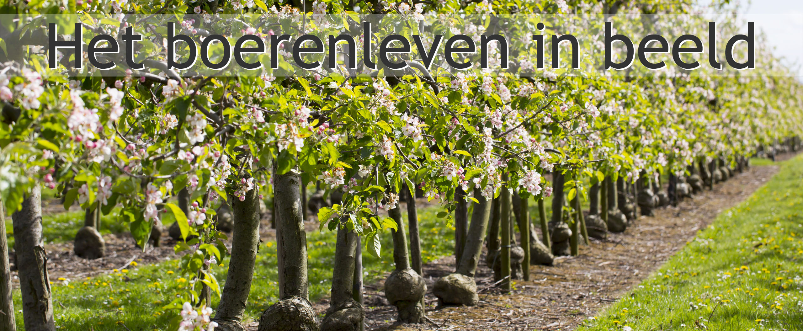 boomgaard fruitteler