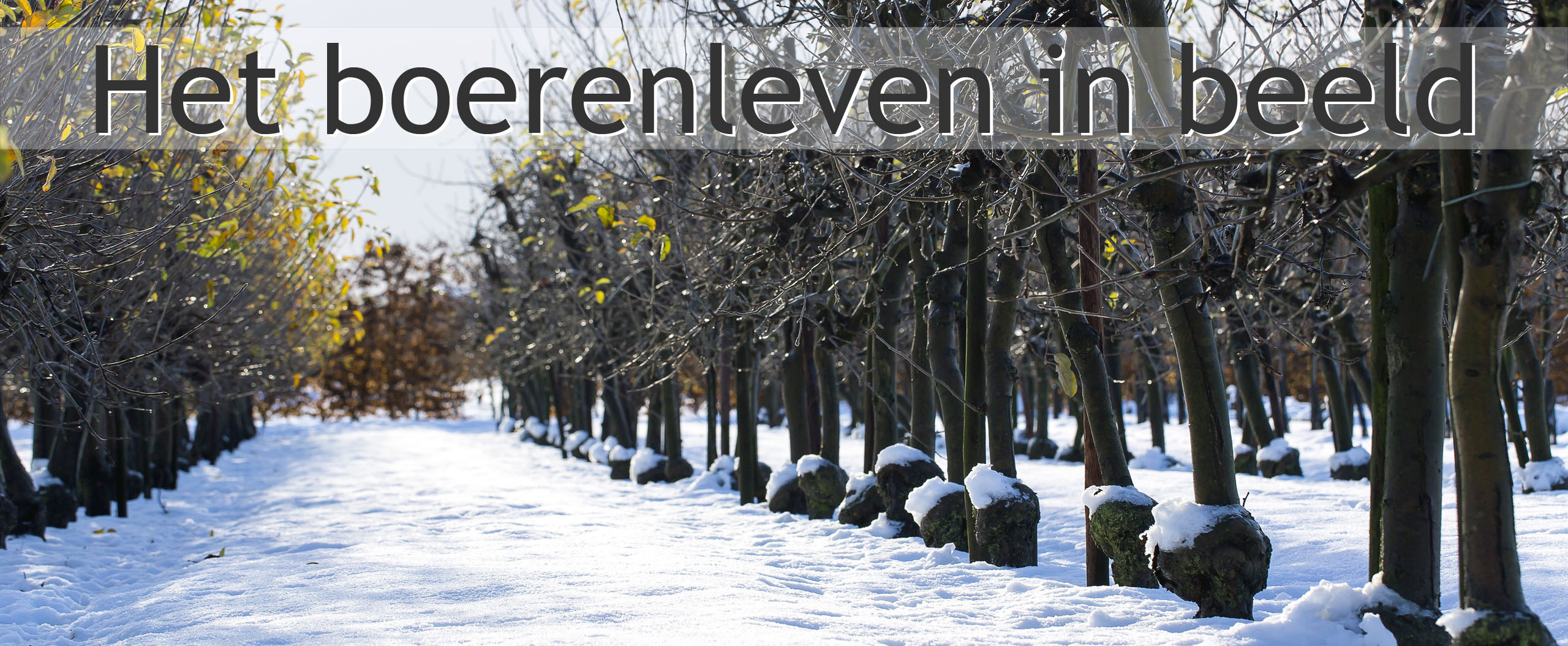 boomgaard sneeuw