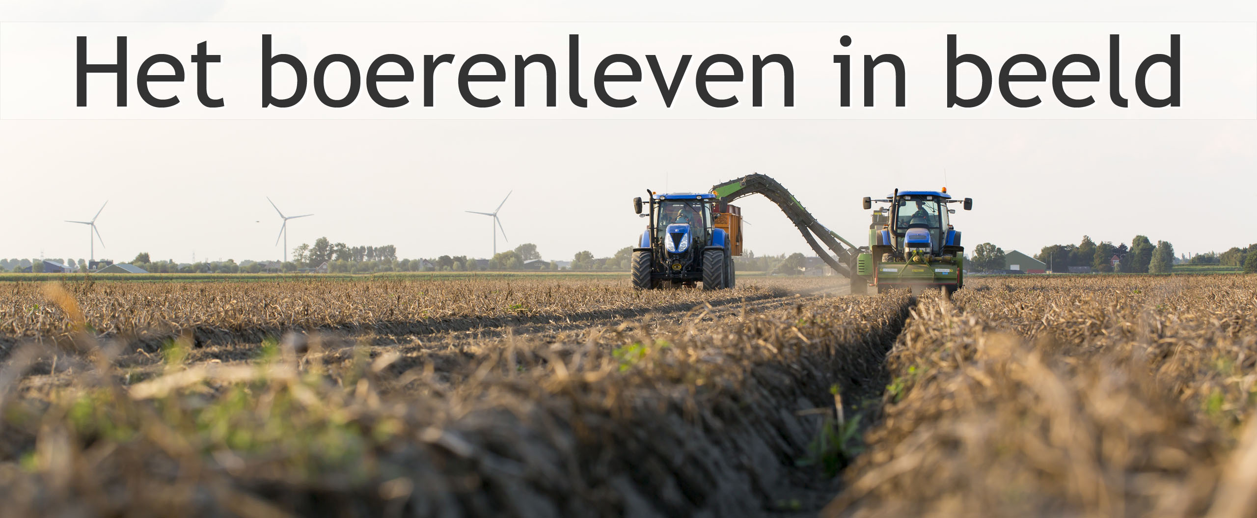 pootaardappelen rooien