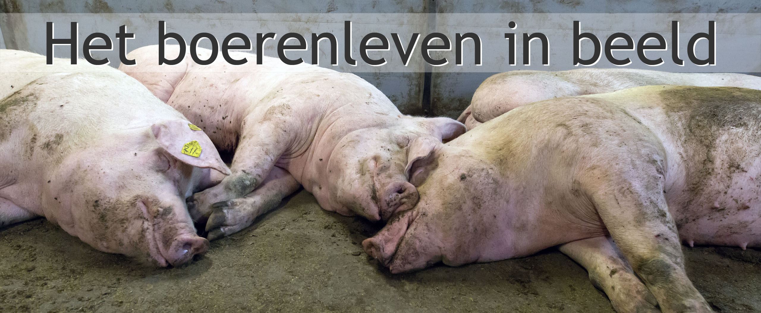 varkensbedrijf rientjes