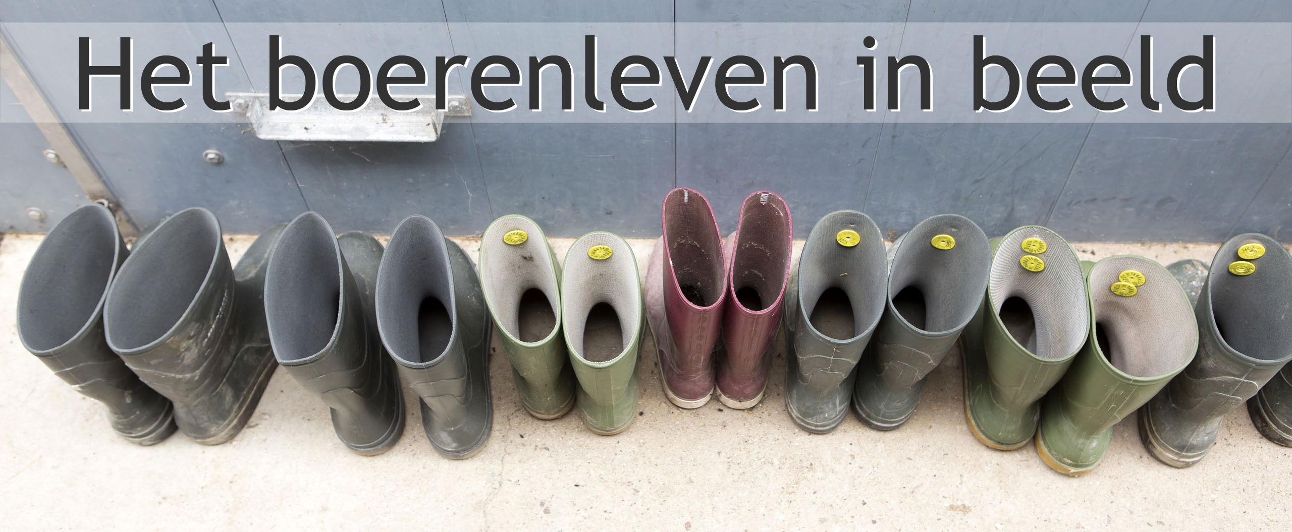 varkensboerderij rientjes