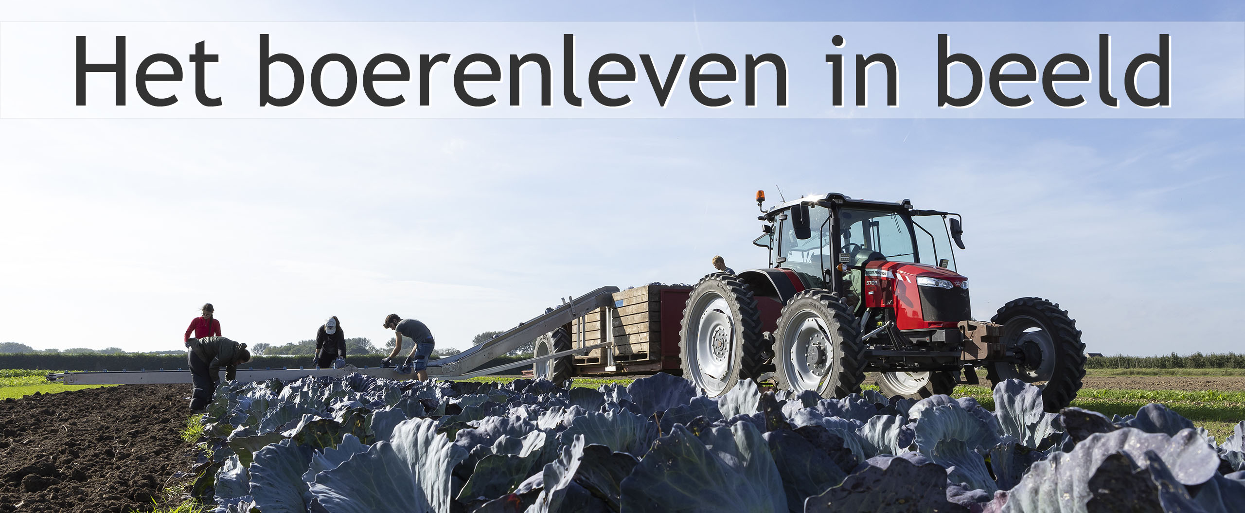 biologische rode kool vooruitboeren