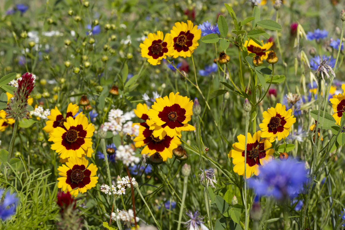 strokenteelt biologisch akkerbouw vooruitboeren