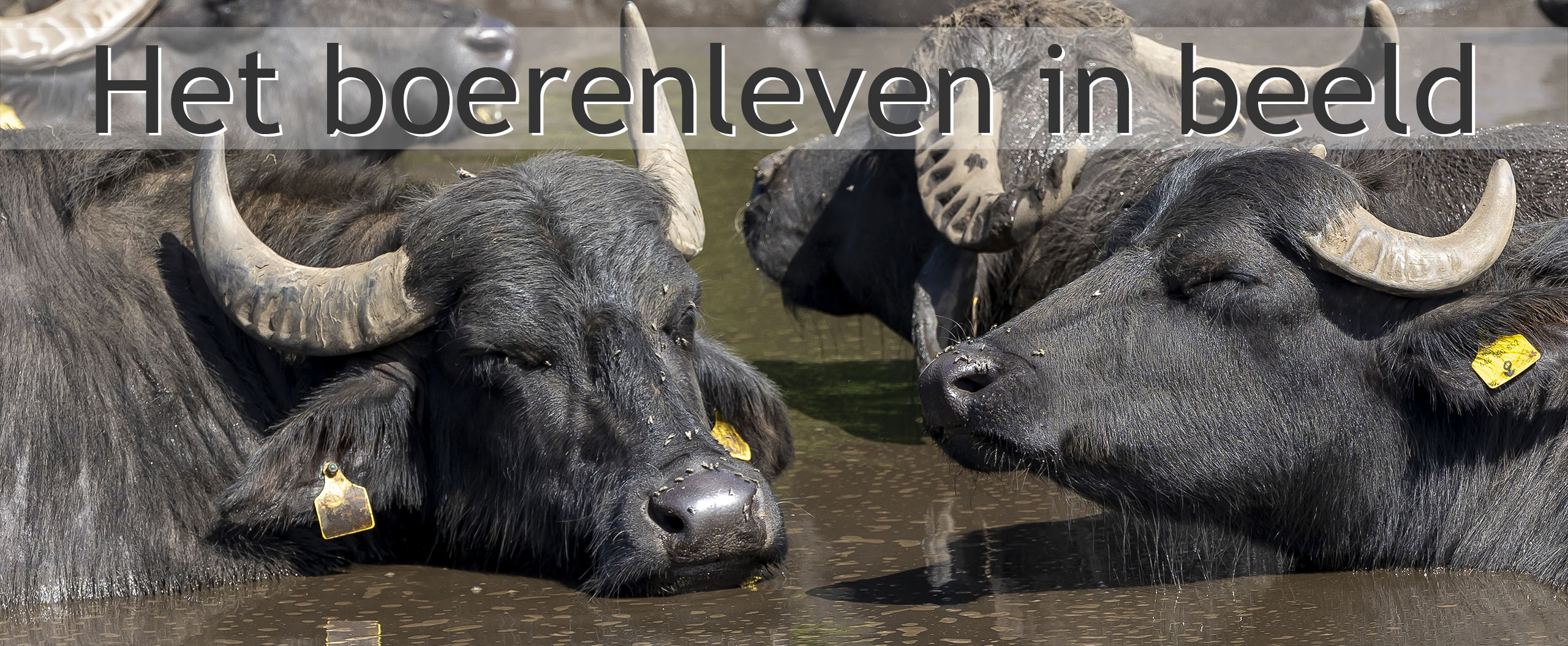 waterbuffel poel