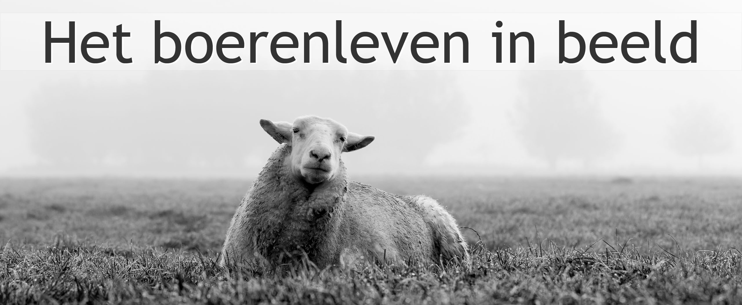 melkschaap