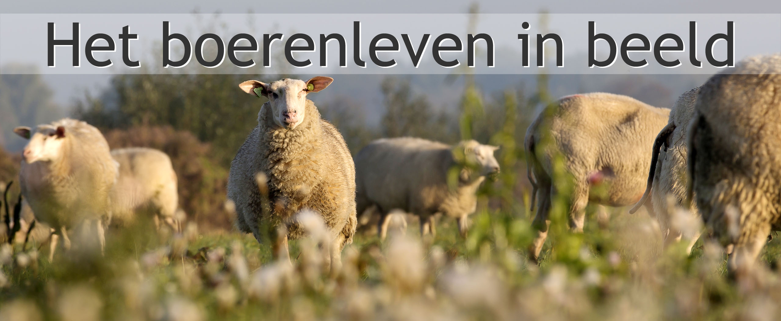 schapen weidegang