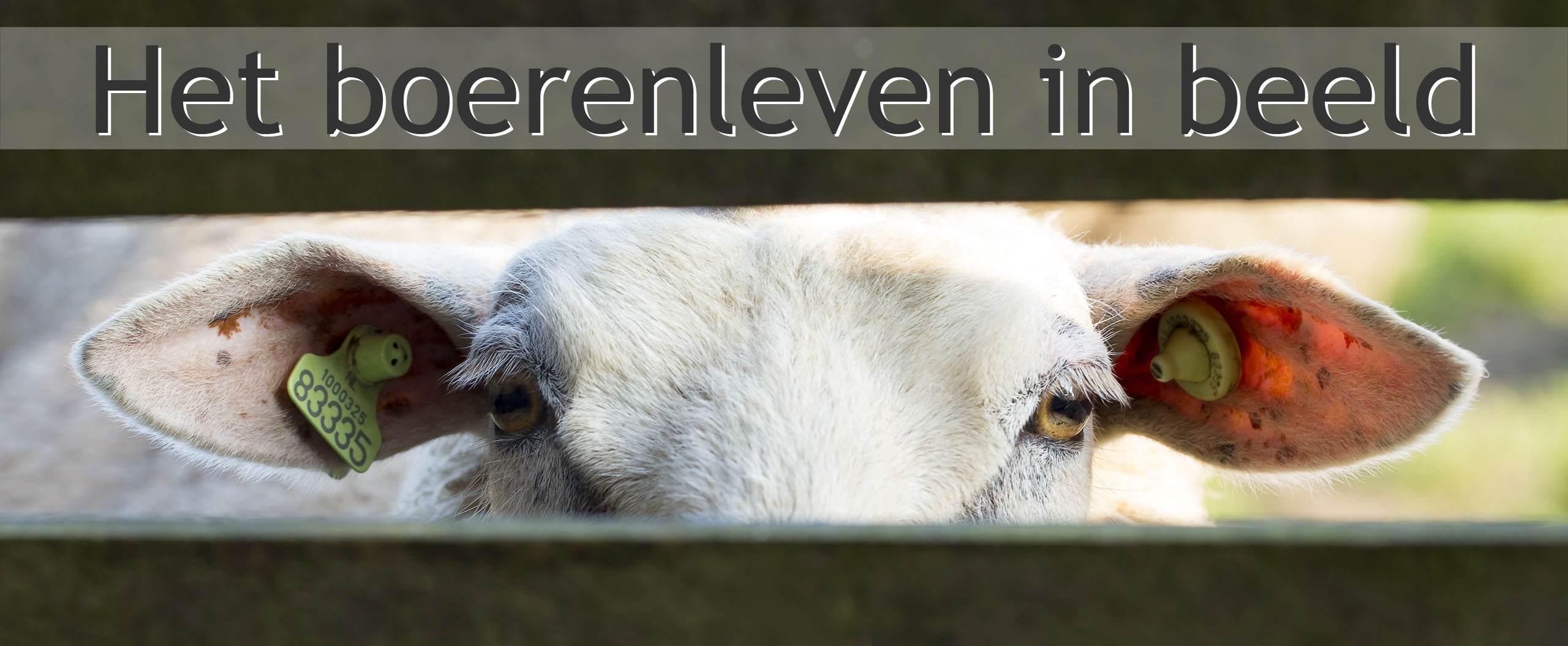 schaap