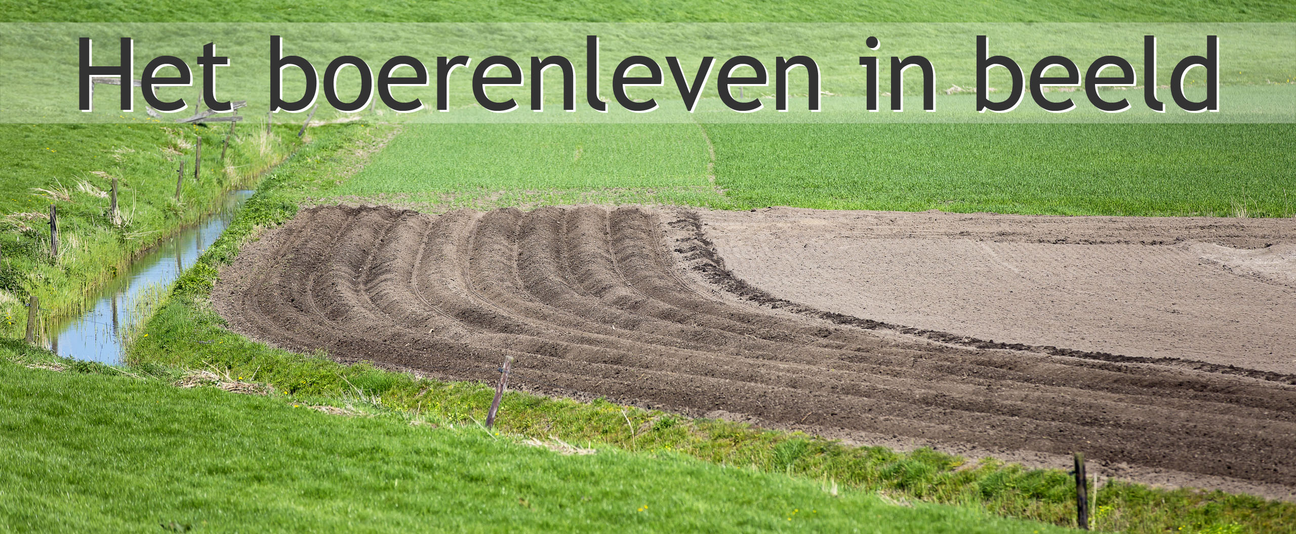 aardappelruggen akker