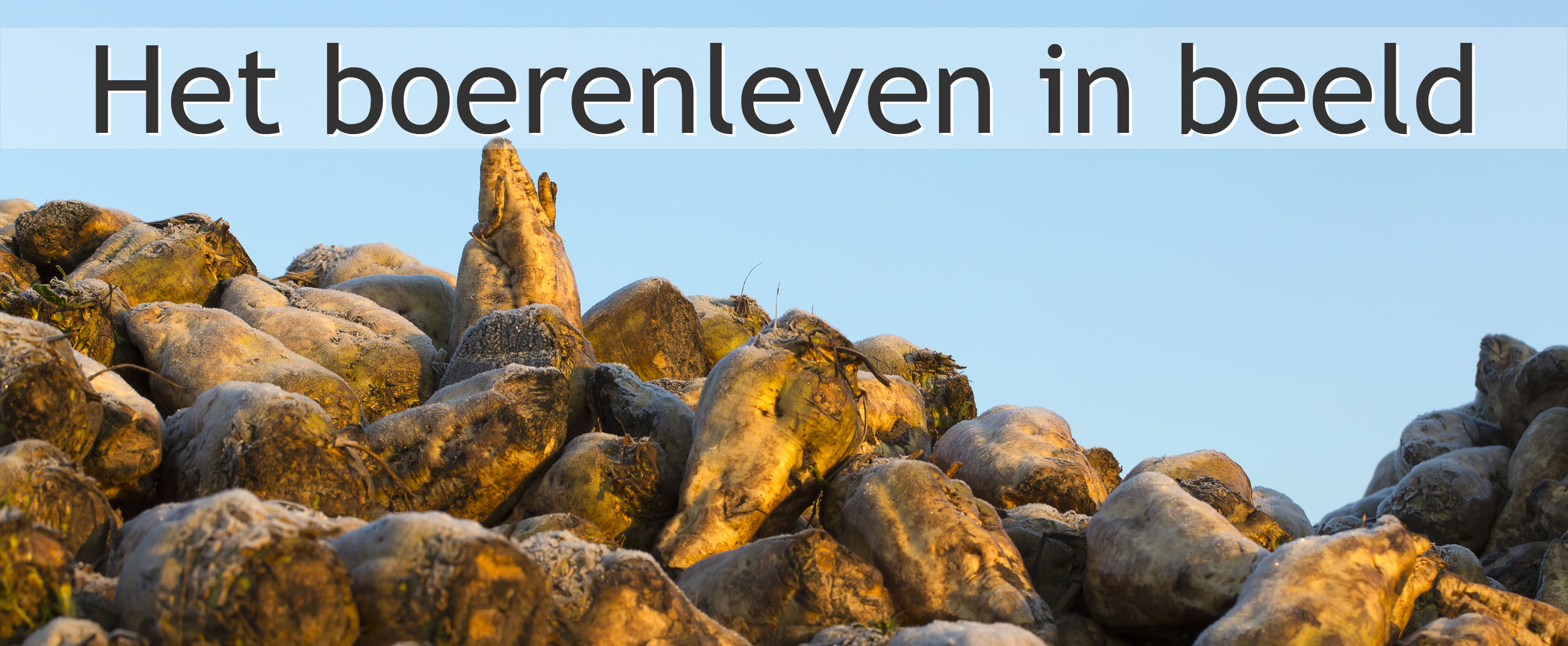 suikerbieten